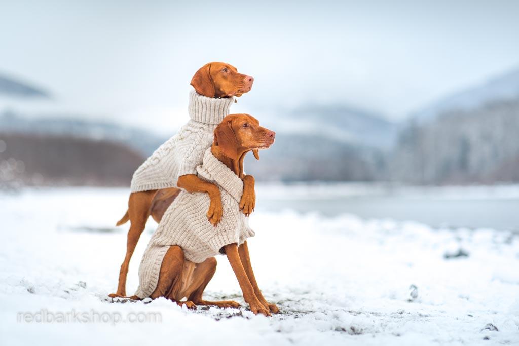 The Warmest Sweaters for Vizslas and why they're worth the $$ - Red Bark Shop