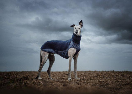 hound in bravehound gilet vest jacket