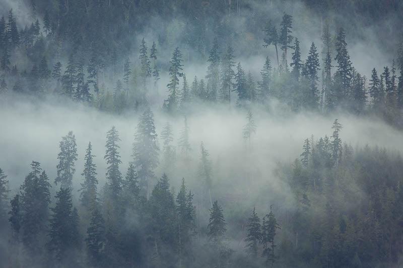 moody misty cloudy forest of trees print