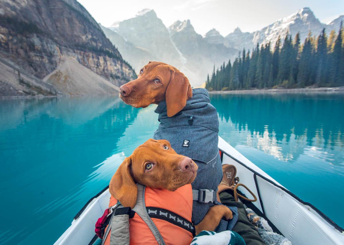 Vizsla puppy and sister kayaking at Moraine Lake