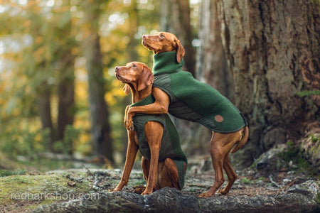 Hugging Vizsla pointer dogs in bravehound vest jackets