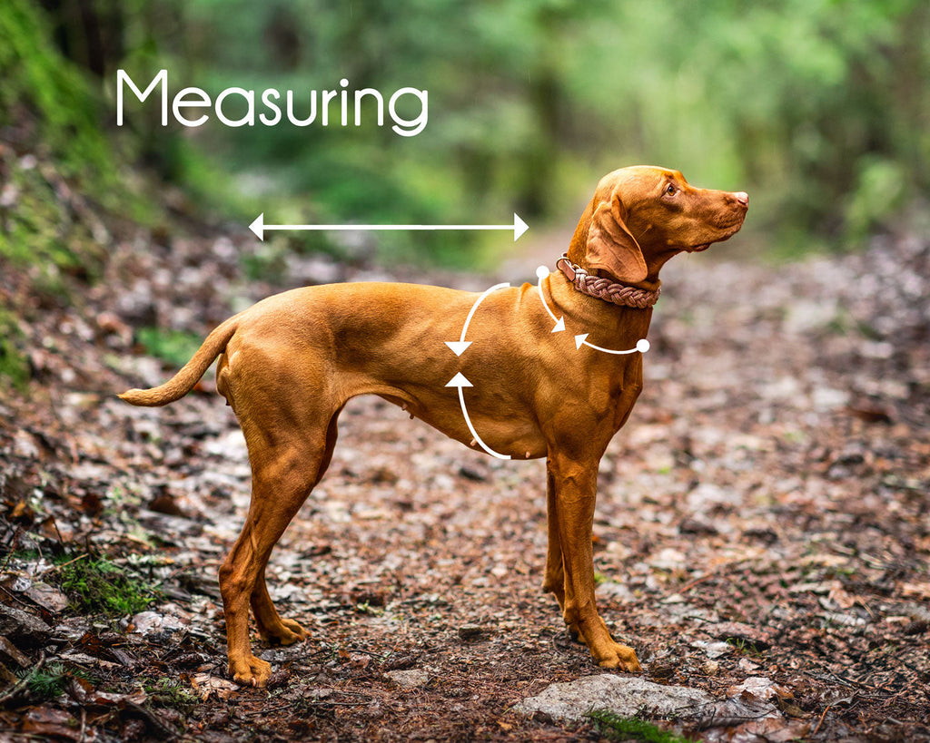 How to measure your dog