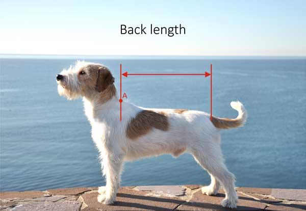 How to measure your dog - Red Bark Shop