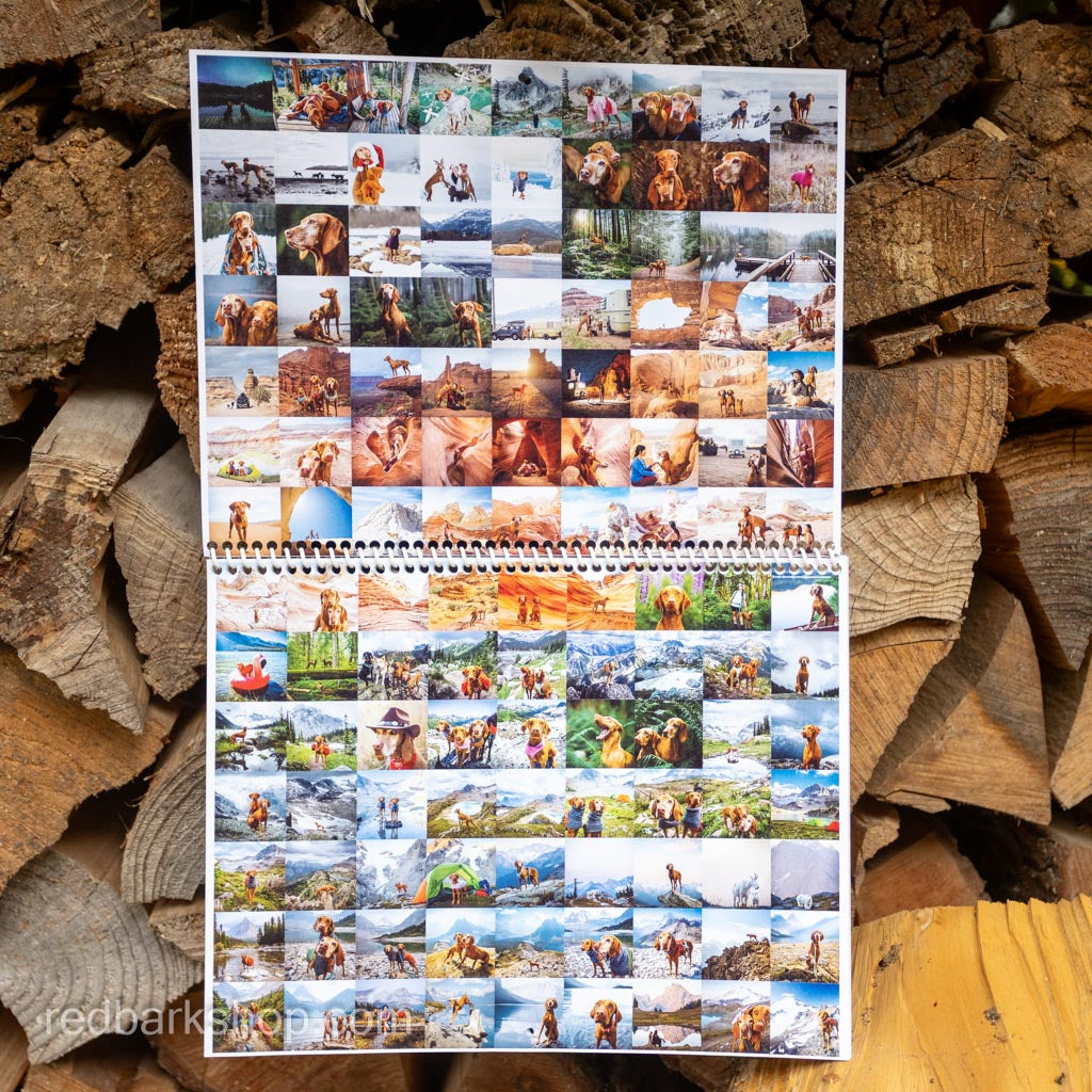 My Whisk-e Girl Vizsla Calendar 2026