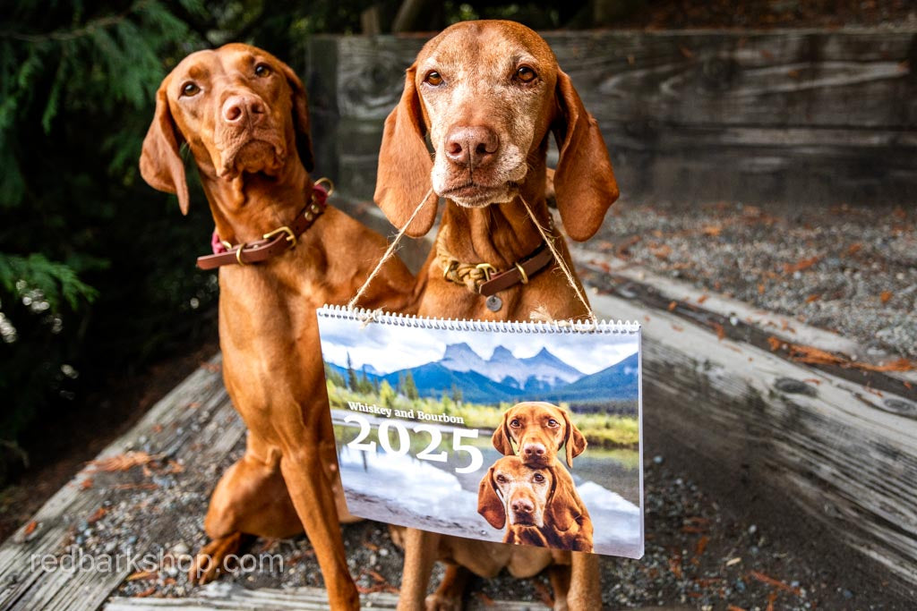 My Whisk-e Girl Vizsla Calendar 2025