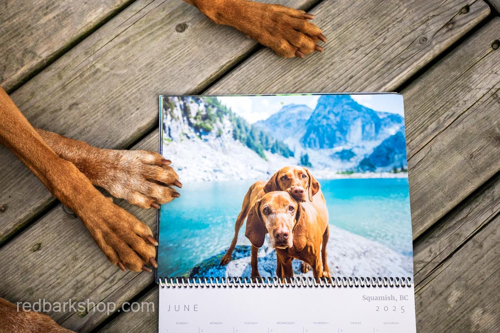 My Whisk-e Girl Vizsla Calendar 2025