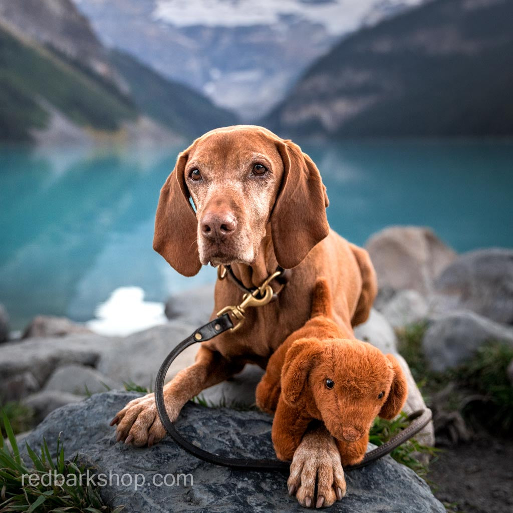 Whisk-e the Vizsla Plush Toy