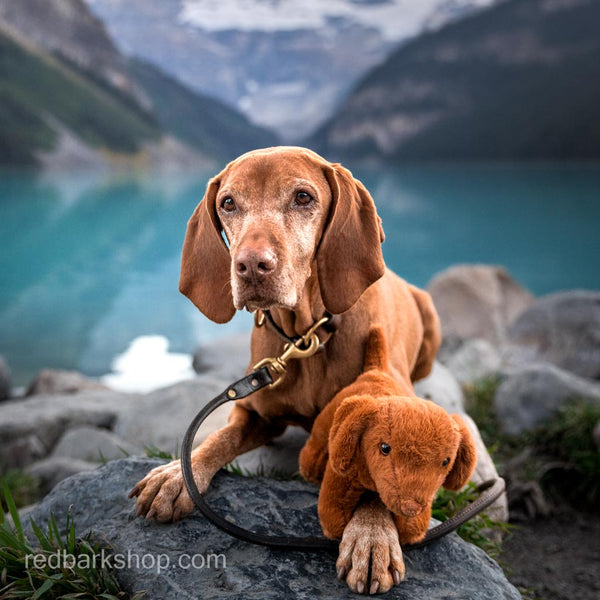 Bulgarian vizsla dog fashion