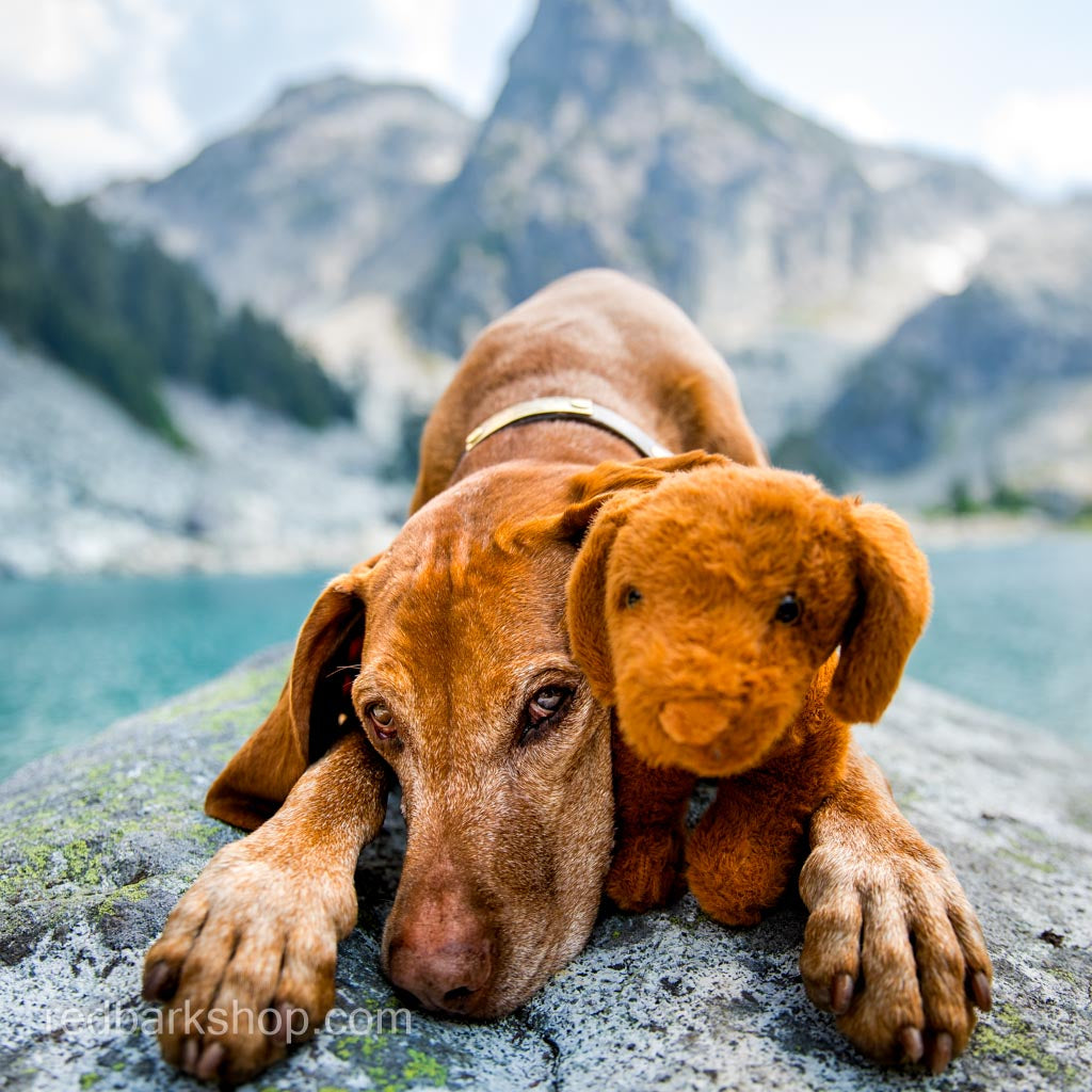 Whisk-e the Vizsla Plush Toy