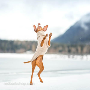 Vizsla Jumping in snow with beige sweater