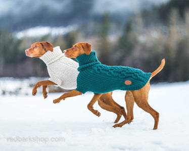 Bravehound sweaters in motion with vizsla dogs Whiskey