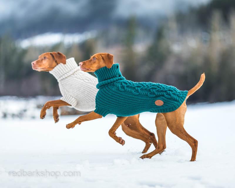 Bravehound sweaters in motion with vizsla dogs Whiskey