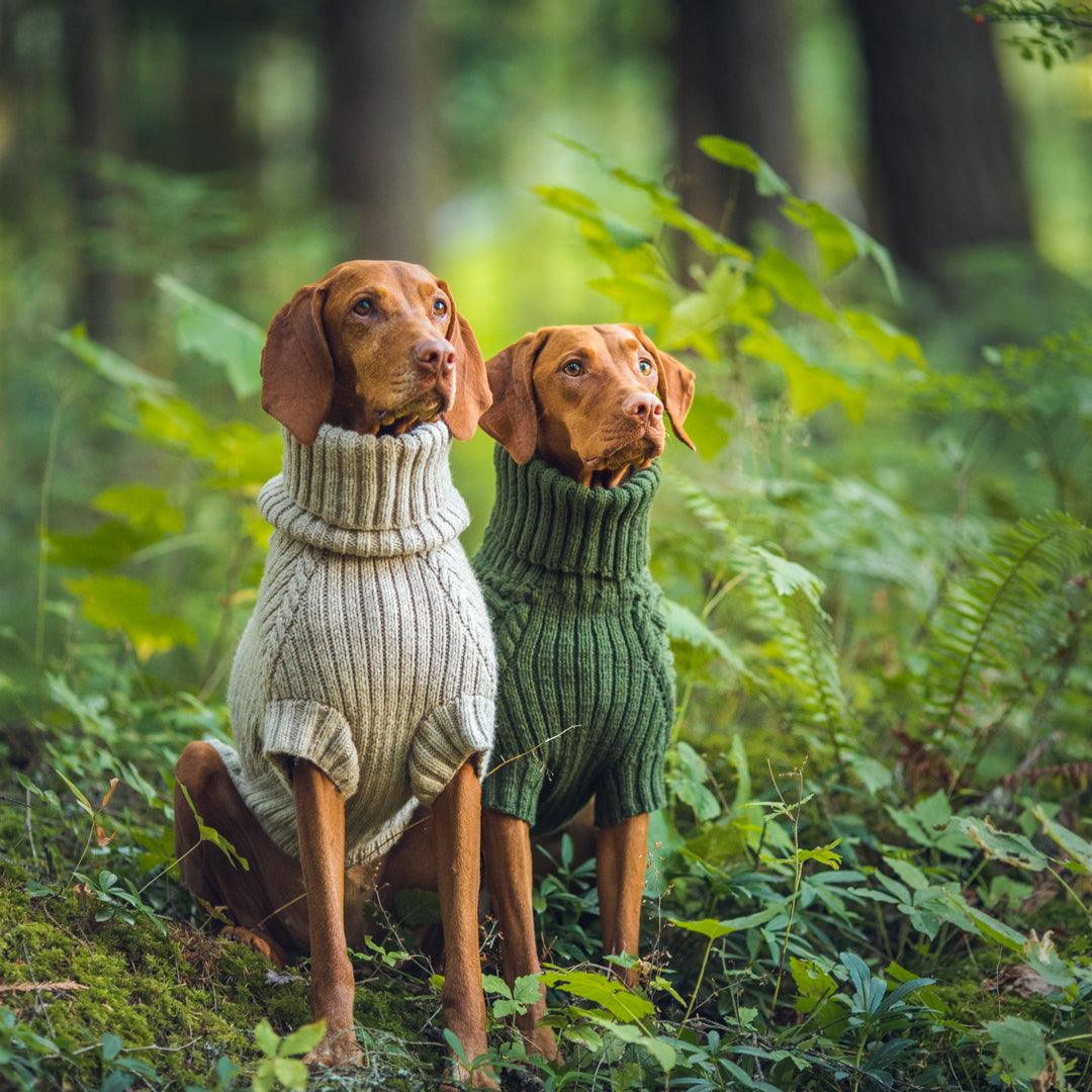 Forest with two Vizsla dogs in Bravehound Sweaters