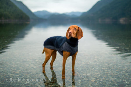 Vizsla in Golden Ears Lake with jacket