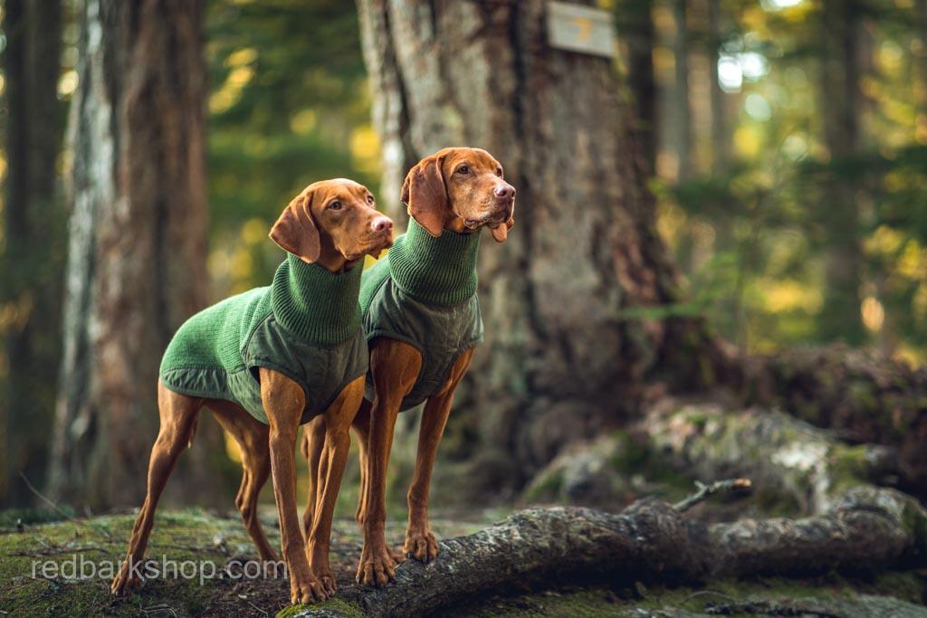 Two Vizsla dog sisters together on a root wearing jackets