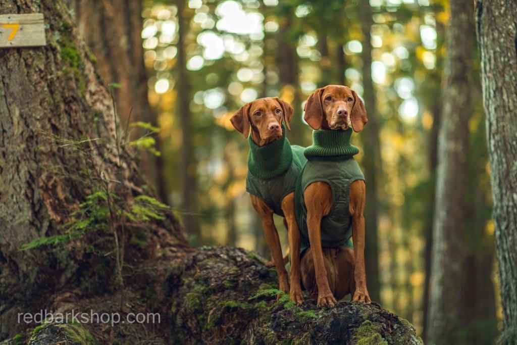 Two Vizsla dogs in Bravehound technical gilet vests