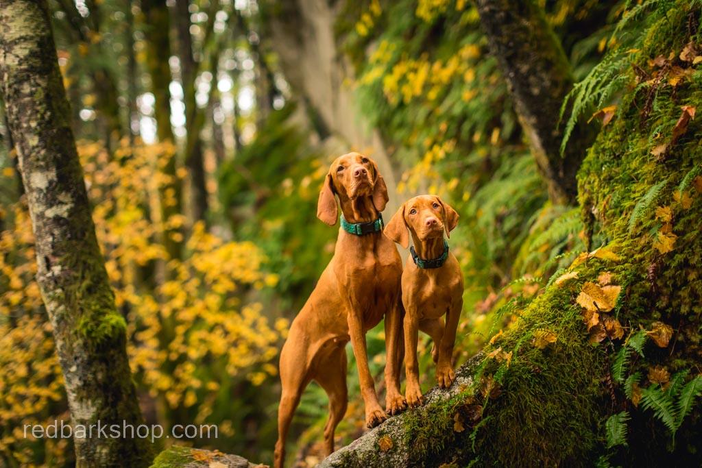 Whiskey and puppy Bourbon Vizsla dogs in the forest