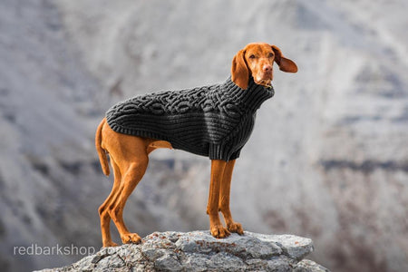 Dark grey dog sweater with orange Vizsla dog