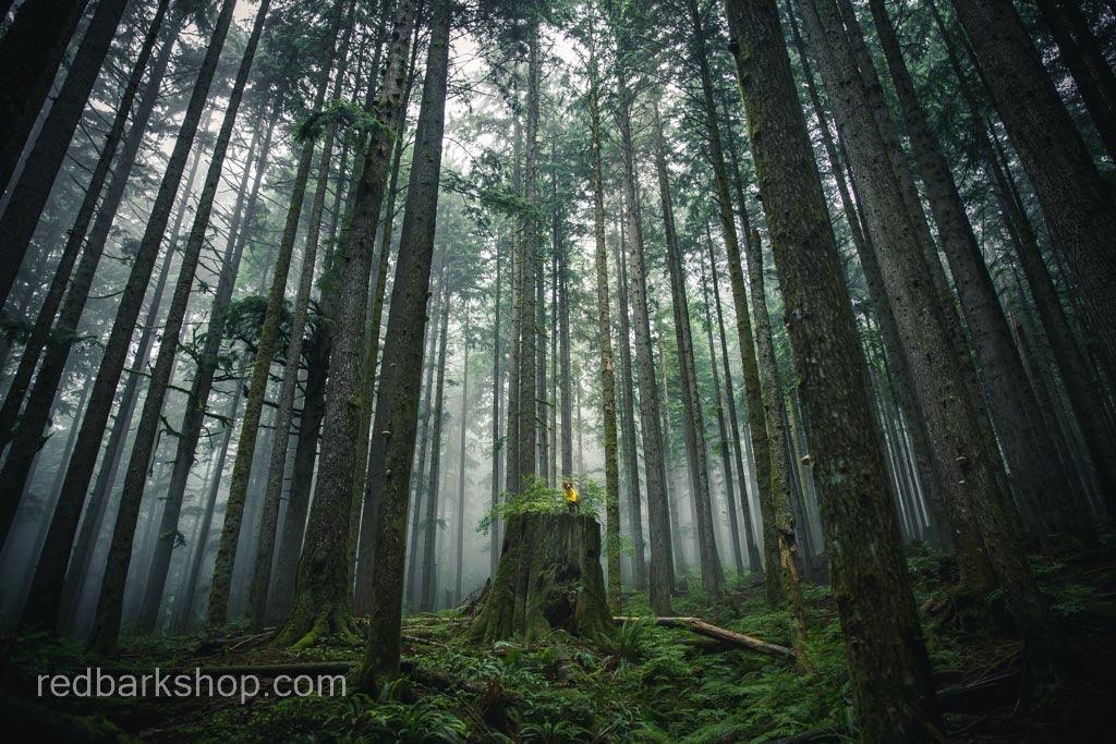 Tiny dog in rainjacket in big forest stump surrounded by trees in the pnw print