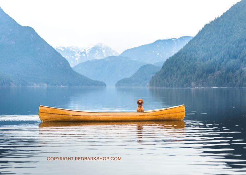 Lonely vizsla dog on canoe in lake