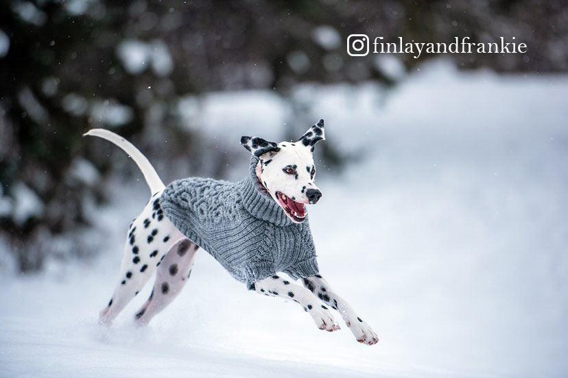 Dalmation in Bravehound Sweater jumping through snow