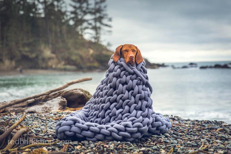 Tired Dog on Monday covered in a blanket on a beach